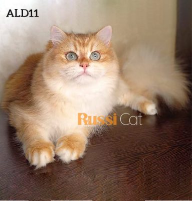 Mèo Anh lông dài golden nhập Nga