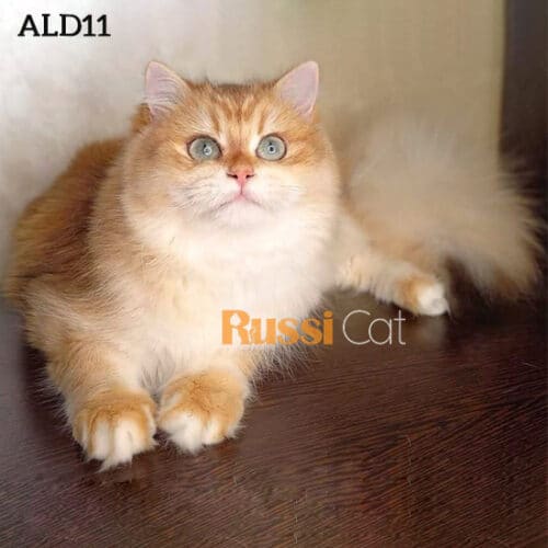 Mèo Anh lông dài golden nhập Nga