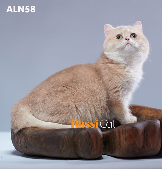 Mèo Golden cy12 nhập Nga