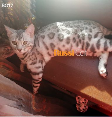 Mèo Bengal silver nhập Nga