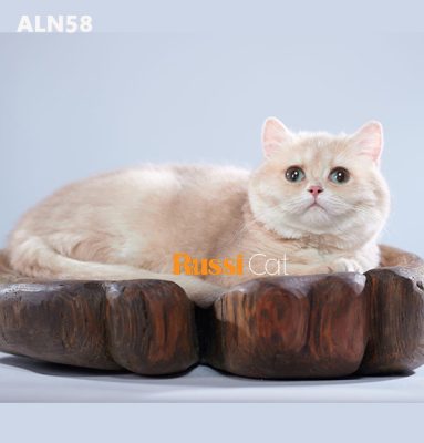 Mèo Golden cy12 nhập Nga