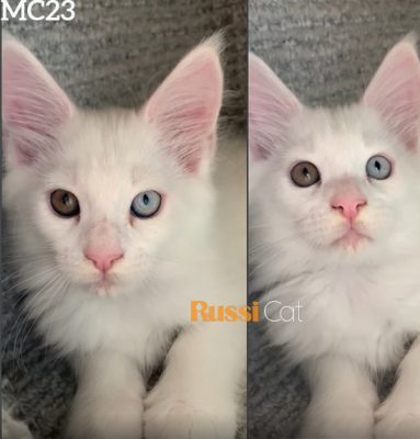 Mèo Maine Coon nhập Nga, mắt hai màu