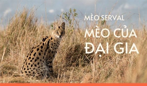 Mèo Serval, mèo của đại gia