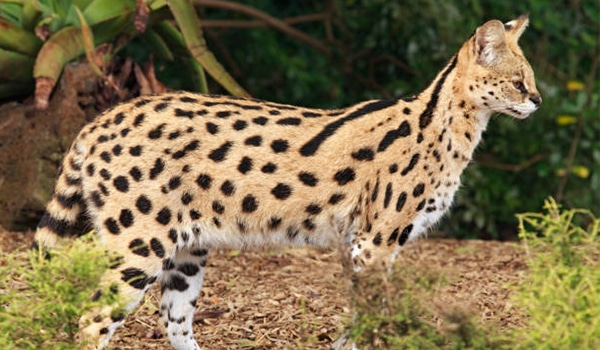 Mèo Serval, mèo của đại gia