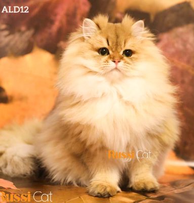 Mèo anh lông dài golden ny11