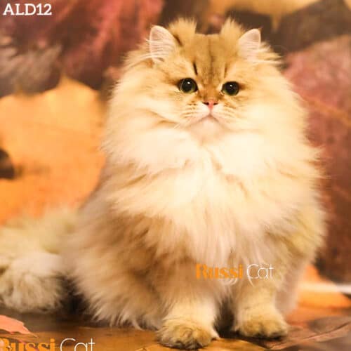 Mèo anh lông dài golden ny11