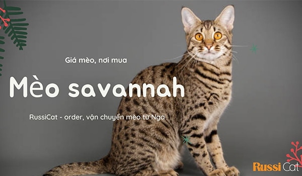 Mua mèo savannah ở đâu, giá mèo Savannah