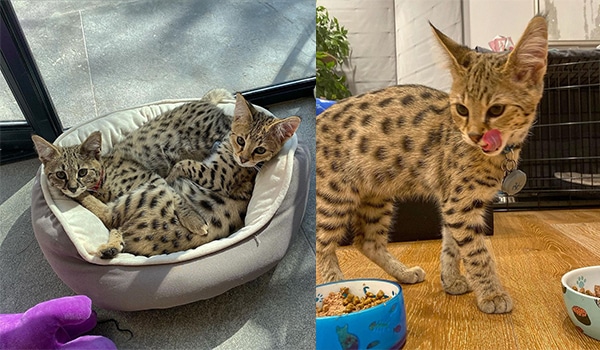 Thú vui chơi mèo khủng của người nổi tiếng mèo Serval, savannah