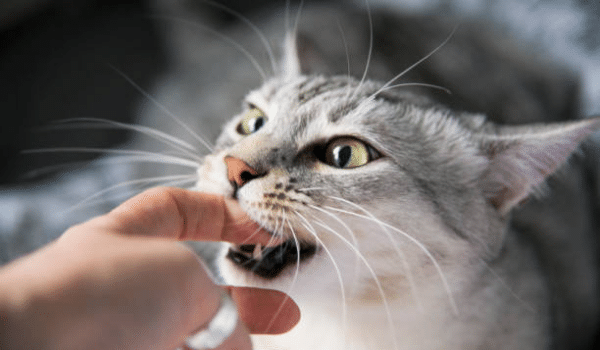 Mèo cắn tay có nguy hiểm?