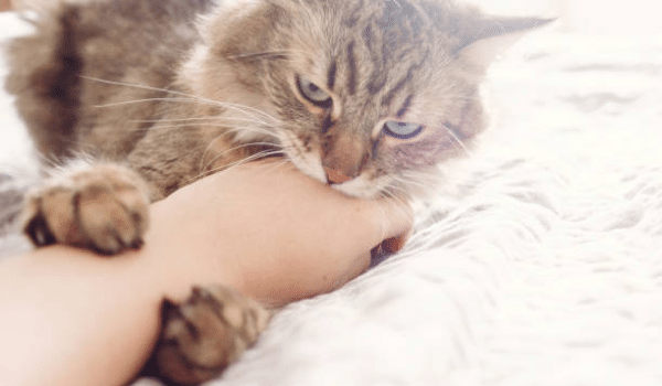 Mèo cắn tay có nguy hiểm?