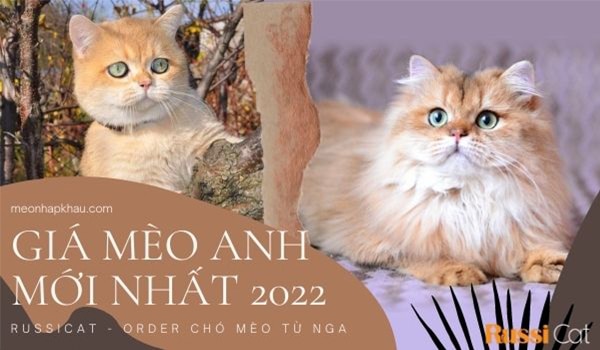 giá mèo anh mới nhất 2022
