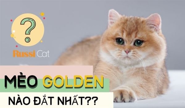 mèo golden nào đắt nhất