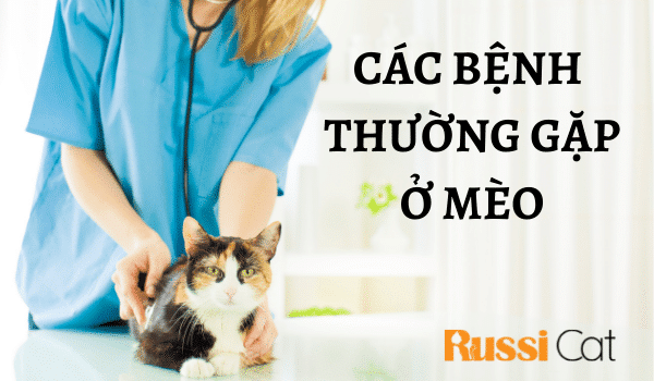 Các bệnh thường gặp ở mèo
