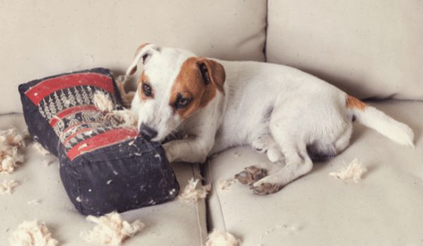 Chó cắn phá đồ đạc