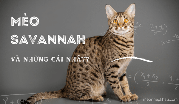 Mèo Savannah và 5 cái nhất