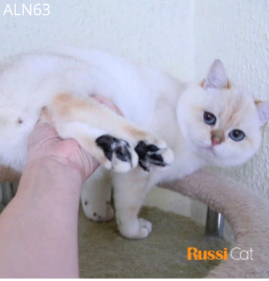 Mèo ALN nhập Nga, ny1233