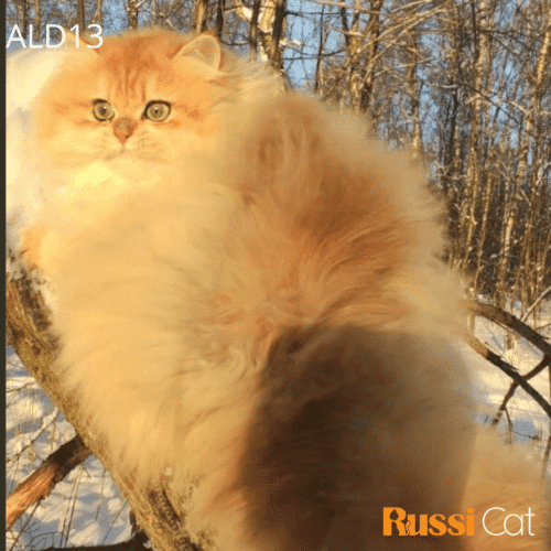 Mèo Anh lông dài Golden ny12 nhập Nga