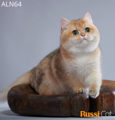 Mèo Golden ny11 nhập Nga