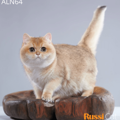Mèo Golden ny11 nhập Nga