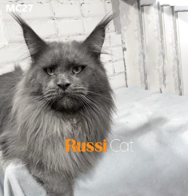 Mèo Maine Coon nhập Nga màu xám xanh