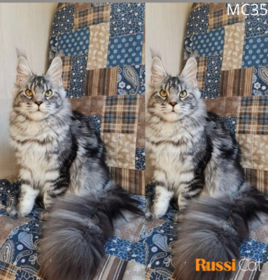 Mèo Maine coon nhập Nga, đực 6 tháng