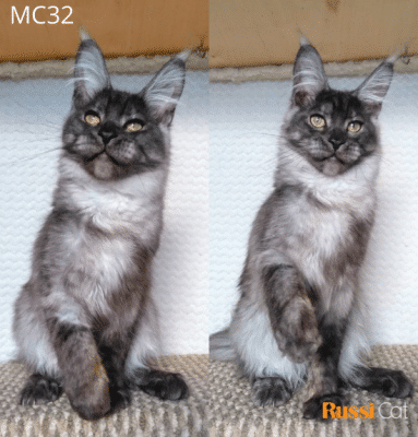 Mèo Maine coon nhập Nga, đực MC32