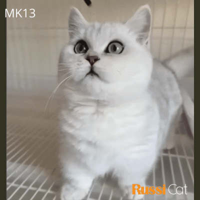 Mèo Munchkin nhập Nga, màu silver