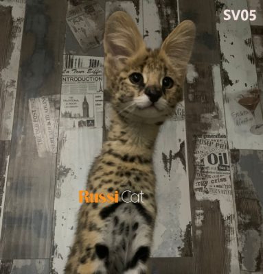 Mèo Serval nhập Nga, đực