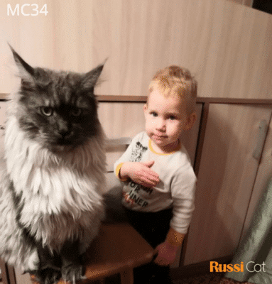 Mèo maine coon nhập Nga, 11kg