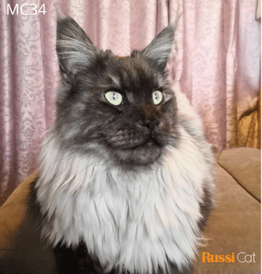 Mèo maine coon nhập Nga, 11kg