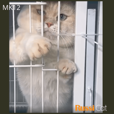 Mèo munchkin nhập Nga, màu kem