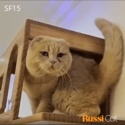 Mèo tai cụp nhập Nga màu lilac