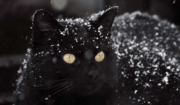Nuôi mèo đen có đen đủi như bạn tưởng?