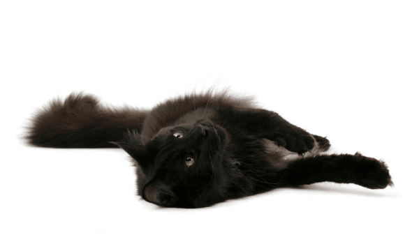 Nuôi mèo đen có đen đủi như bạn tưởng?