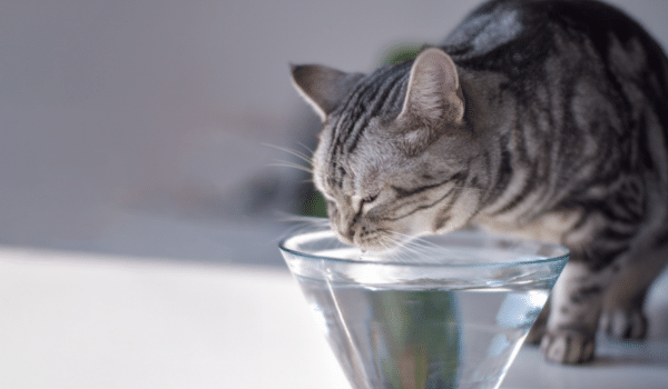 Cho mèo uống nước đầy đủ