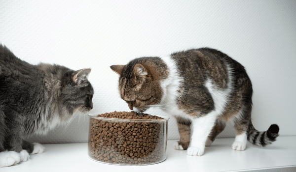 Cách chọn thức ăn khô cho mèo tốt nhất