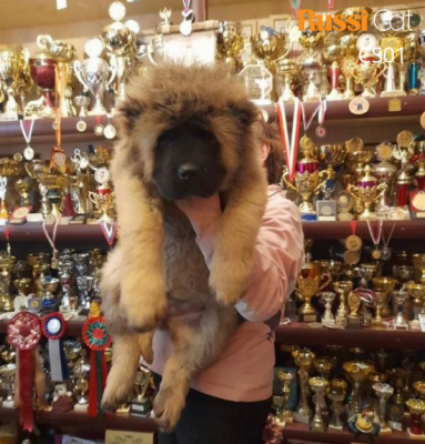 Chó Caucasian nhập Nga (Ngao Ngao, chó chăn cừu Kavkaz)