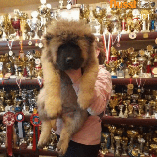 Chó Caucasian nhập Nga (Ngao Ngao, chó chăn cừu Kavkaz)