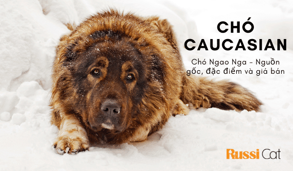 Chó caucasian, giá chó caucasian, chó Ngao Nga