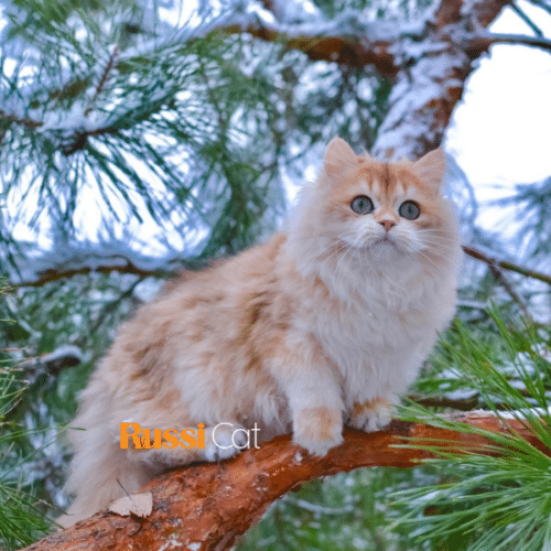 Mèo Anh lông dài golden ny11 nhập Nga