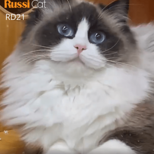 Mèo Ragdoll nhập Nga