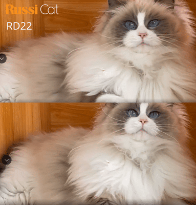Mèo Ragdoll nhập Nga siêu đẹp