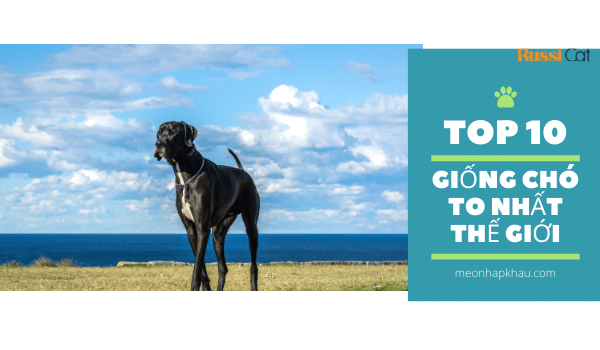 Top 10 giống chó to nhất thế giới