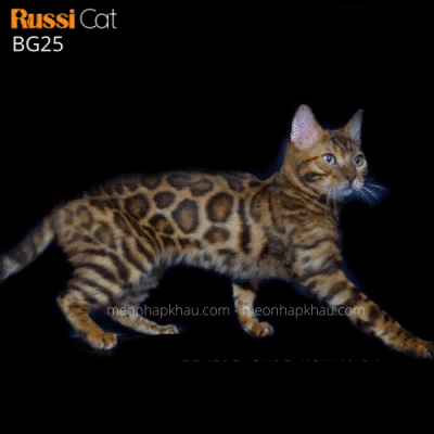 Bengal brown nhập Nga