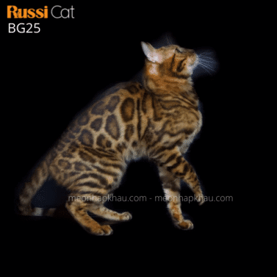 Bengal brown nhập Nga