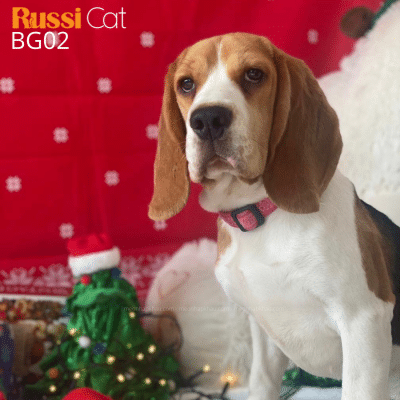 Chó Beagle nhập Nga