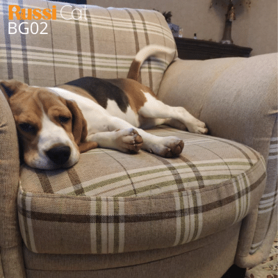 Chó Beagle nhập Nga
