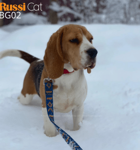 Chó Beagle nhập Nga