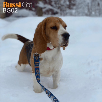 Chó Beagle nhập Nga