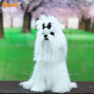 Chó Maltese nhập Nga